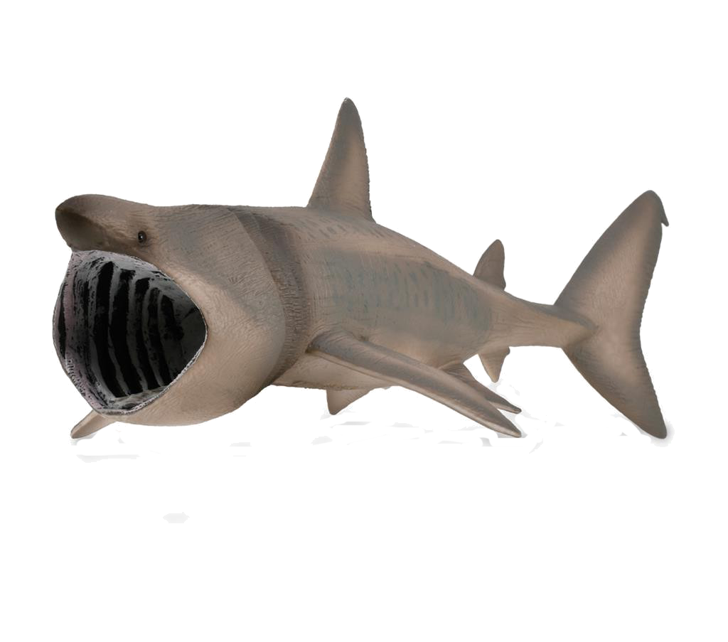 requin pelerin