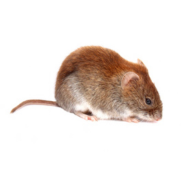 Little brown mouse isolated on white background