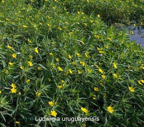 Ludwigia uruguayensis