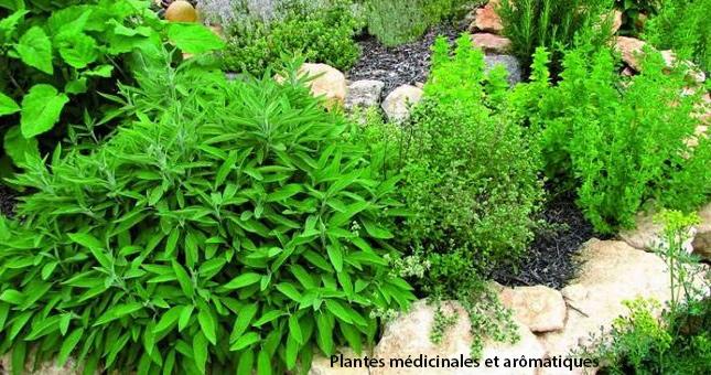 jardin medicinal