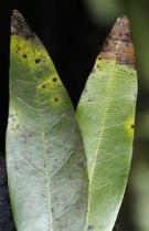 phytophthora ramorum feuille