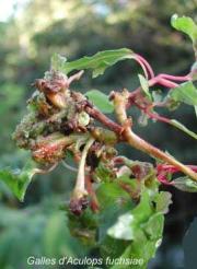 aculops fuchsia galles