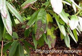 phytophthora ramorum