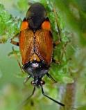 Deraeocoris ruber