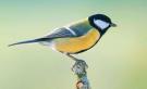 Parus major