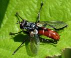 Cylindromyia bicolor