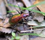 carabus rutilans