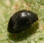 Stethorus punctillum