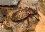 carabus cancellatus