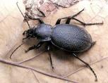 Carabus coriaceus