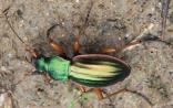 carabus auratus