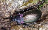 Carabus nemoralis