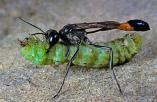 Ammophila sabulosa