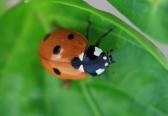 Coccinella septempunctata