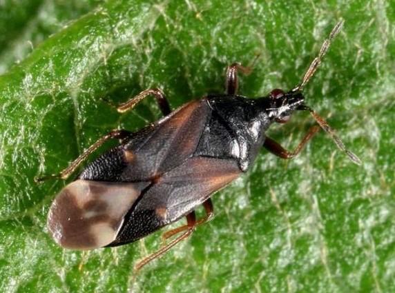 Anthocoris confusus