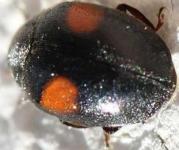 scymnus apetzi