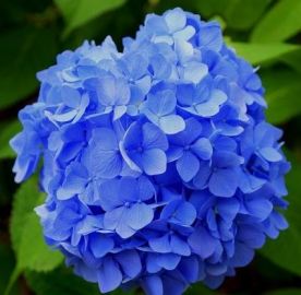 hortensia bleu