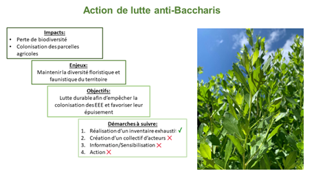 baccharis