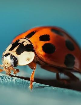 Harmonia axyridis