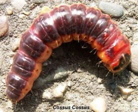 cossus cossus