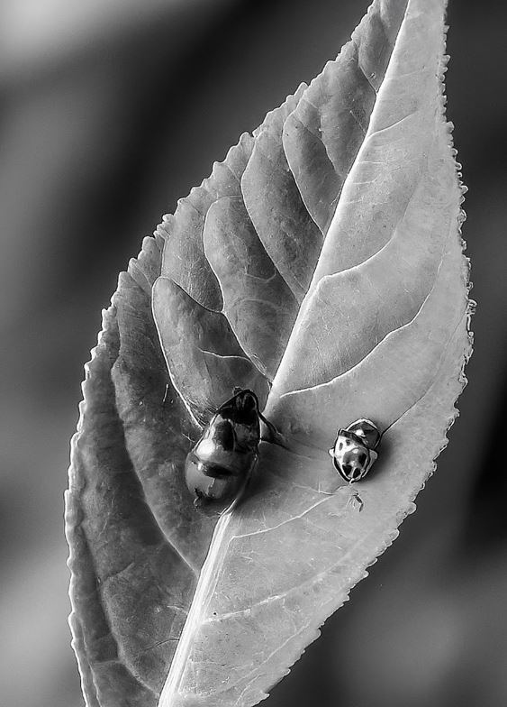 Harmonia