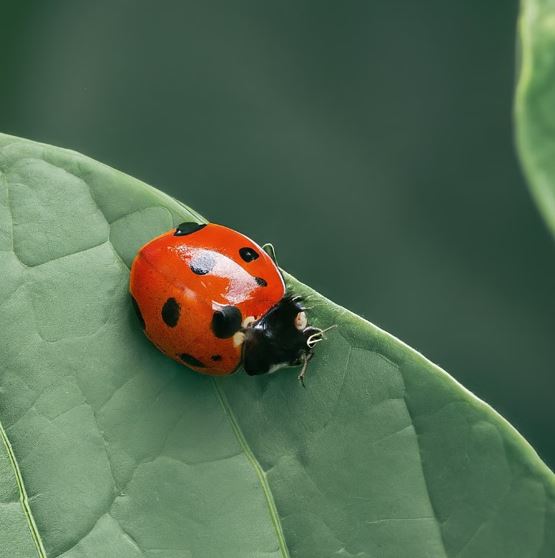 You are currently viewing La Coccinelle asiatique (Harmonia axyridis)
