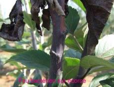 erwinia amylovora ecorce