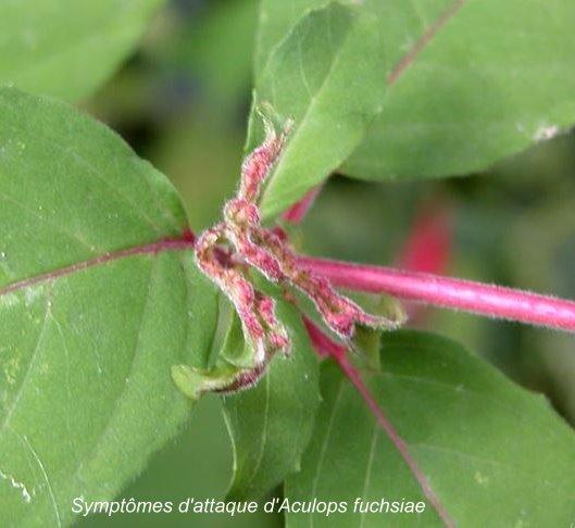 aculops fuchsia deformation feuilles