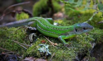 lezard vert