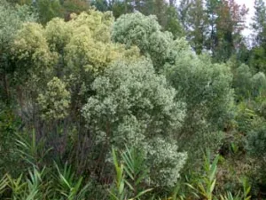 Lire la suite à propos de l’article Le Bacharris classé plante invasive !