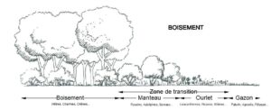 Lire la suite à propos de l’article Boisement