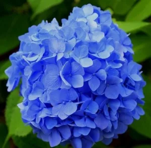 Lire la suite à propos de l’article hortensias bien bleus