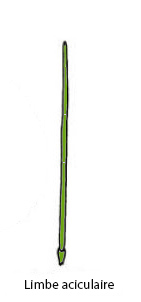 aciculaire