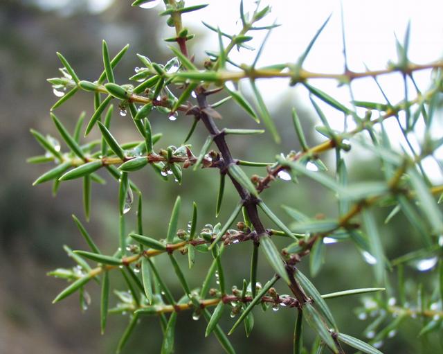 juniperus oxycedrus
