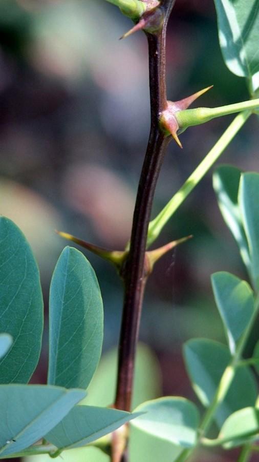robinia pseudoacacia